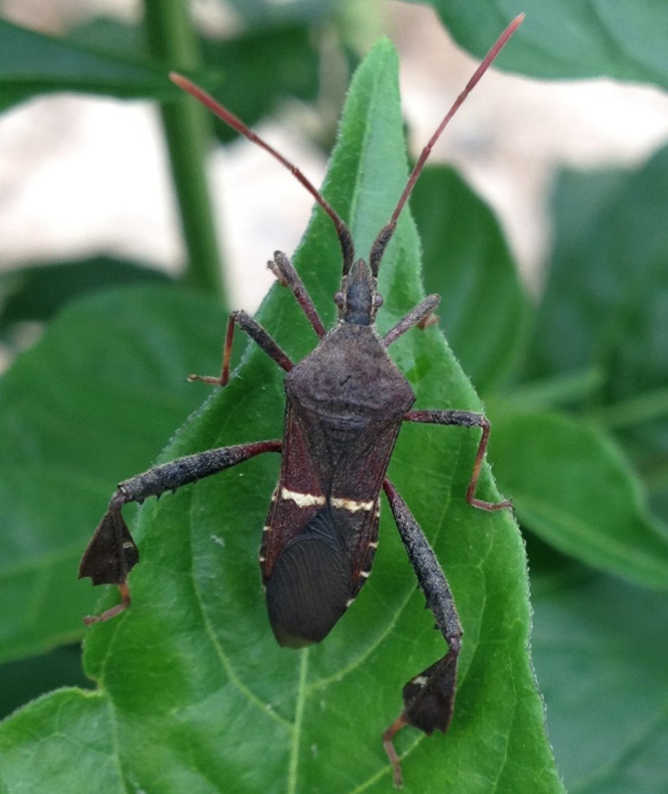 Leaffooted bug.